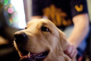 Golden retriever dog