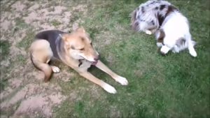 Dogs playing at dog park