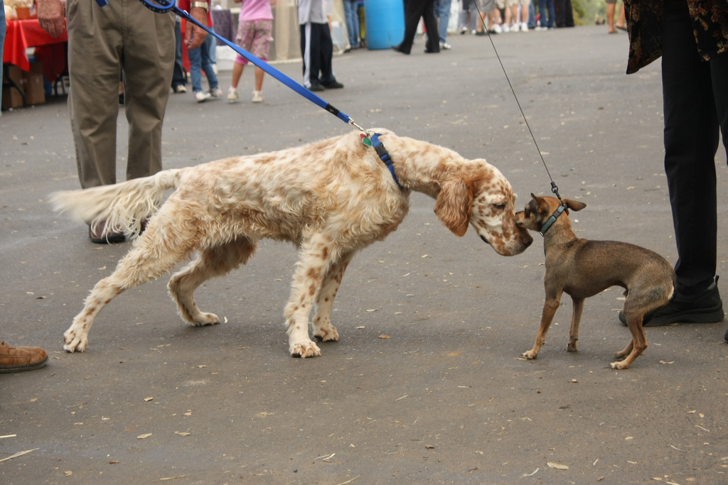 Dogs meeting on leash