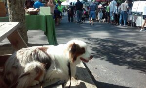 Australian Shepherd at Farmer's Market