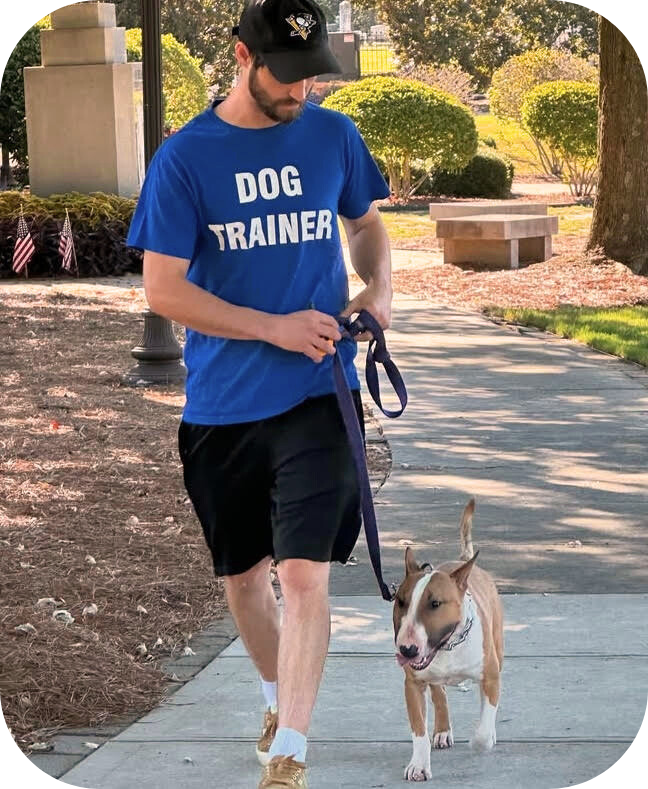 Ryan Training Bull Terrier